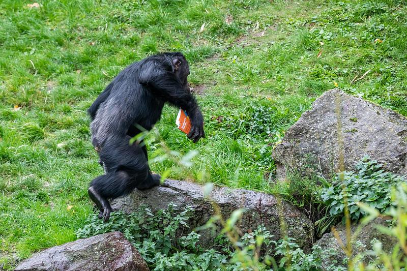 Chimpanzee walking away carrying a Scotland's Stories book